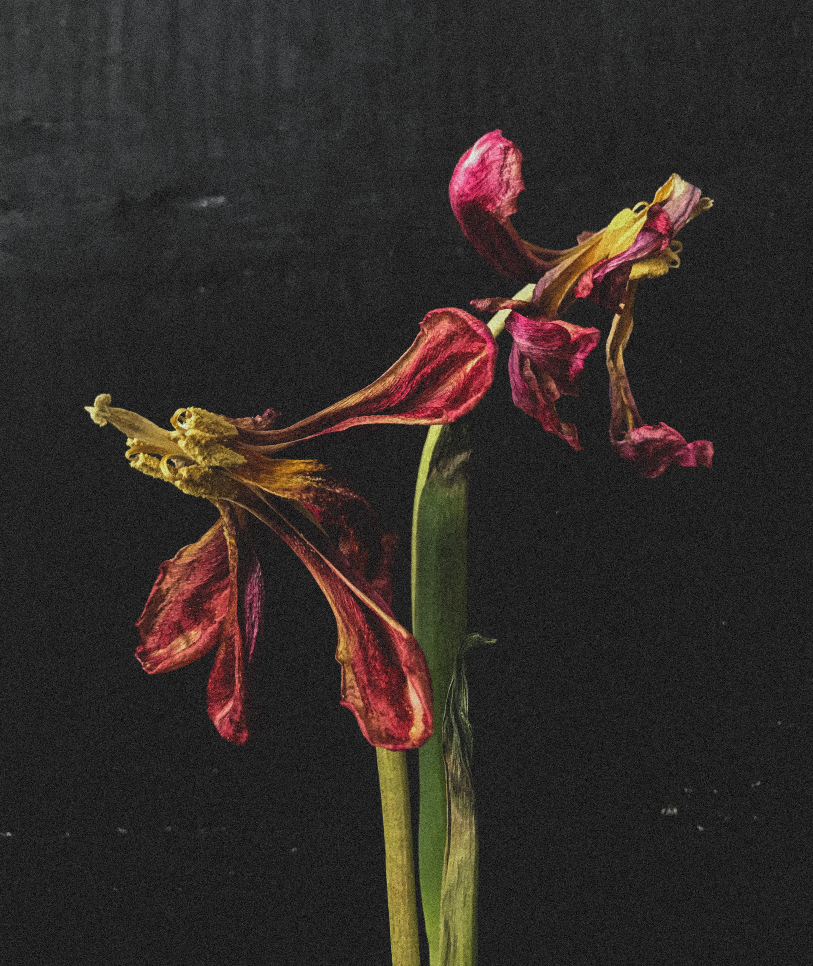 nigar kazim art image